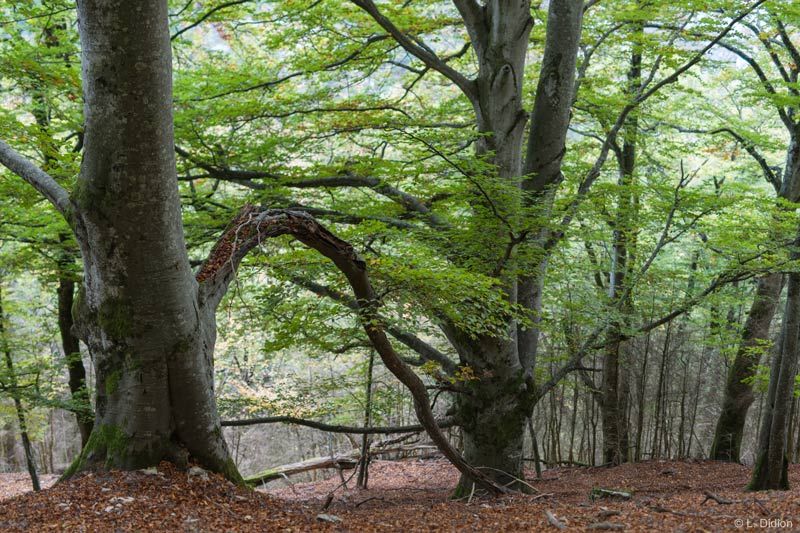 Quelques beaux arbres centenaires à protéger